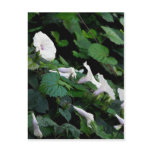 Morning Glories Growing Wild Postcard