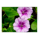 Morning Glories @ Krabi Card