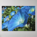 Morning Glories on Cape Cod posters