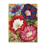 Morning Glories Postcard