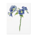 Morning Glories Postcards