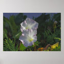 Morning Glories posters