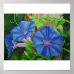 Morning Glories posters