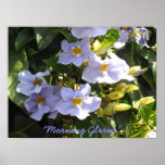 Morning Glories posters