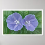 Morning Glories posters