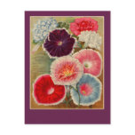 Morning Glories Seed Packet Art Cards Postcards