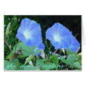Morning Glories watercolor-style cards