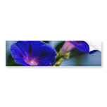 Morning Glory and meaning bumper stickers