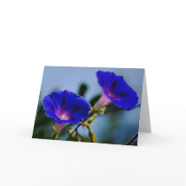 Morning Glory and meaning Greeting Cards