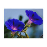 Morning Glory and meaning Post Cards
