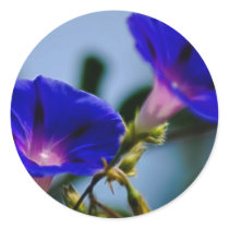 Morning Glory and meaning Round Sticker