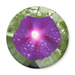 Morning Glory Blue Magnet