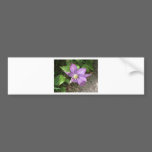 Morning Glory bumper stickers