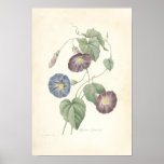 Morning Glory Canvas Print