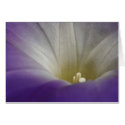 Morning Glory Card