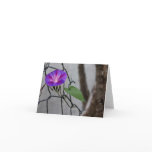 Morning Glory cards