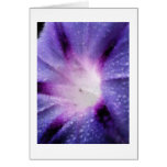 Morning Glory Coloured Pencil cards