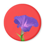 Morning Glory Flower Purple magnets