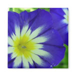 Morning Glory Flower Square Magnet