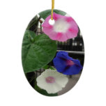 Morning glory Flowers 1