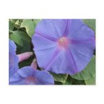 Morning Glory Flowers Postcard