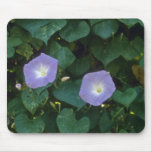 Morning Glory (Ipomoea Purpurea) flowers mousepads