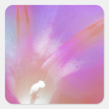 Morning Glory Kiss Square Stickers