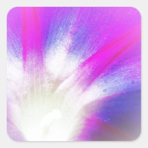 Morning Glory Kiss Sticker
