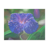 Morning Glory (Landscape)