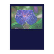 Morning Glory (Landscape)