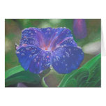 Morning Glory (Landscape) Cards