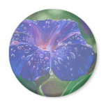 Morning Glory (Landscape) Magnet