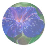 Morning Glory (Landscape) Sticker