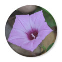 Morning Glory Magnet