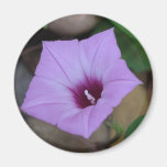 Morning Glory Magnet