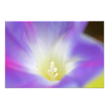 Morning Glory Photo