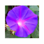 Morning Glory photo sculptures