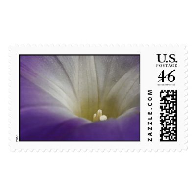 Morning Glory Postage Stamp by designcreatology