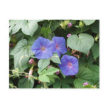 Morning Glory Postcard