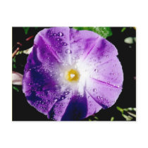 Morning Glory - postcard