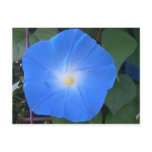 Morning Glory Postcard
