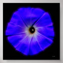 morning glory posters