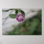 Morning Glory posters