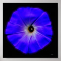 morning glory posters