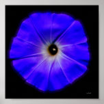 morning glory posters