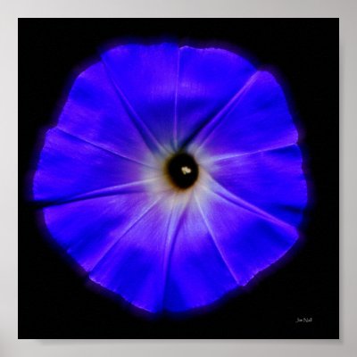 morning glory print by jzombie