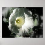 Morning Glory posters