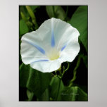 Morning Glory Print