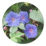Morning Glory Stickers