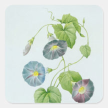 Morning Glory Stickers
